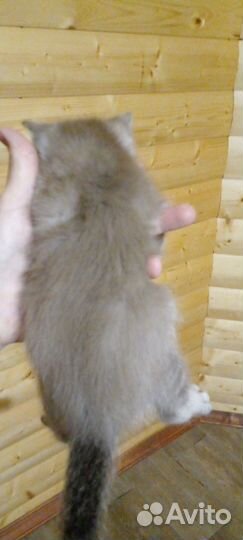 Бенгал +чаузи