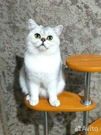 Шотландский кот вязка