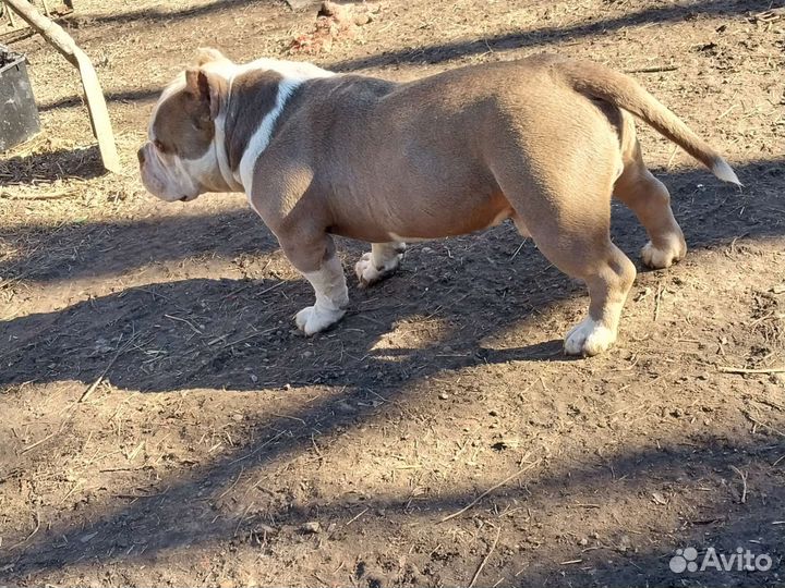 Американский булли покет вязка