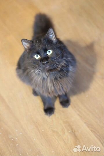 Кошка в дар