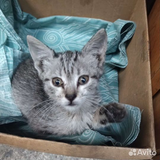 Котёнок