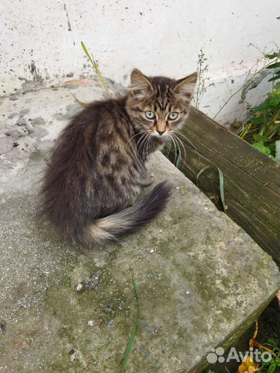 Котята в дар