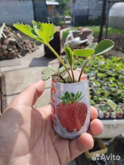 Рассада клубники