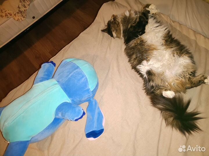 Кот в добрые руки