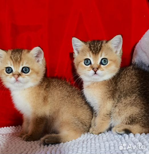 Золотые британцы