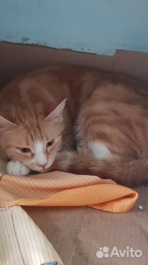 Кошка