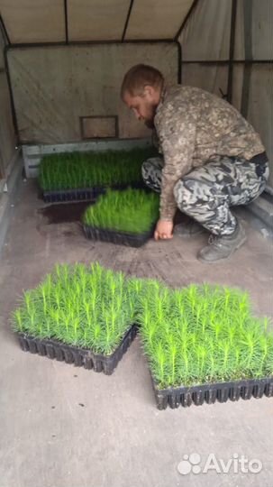 Сосна сеянцы с зкс и окс для Лесовосстановления