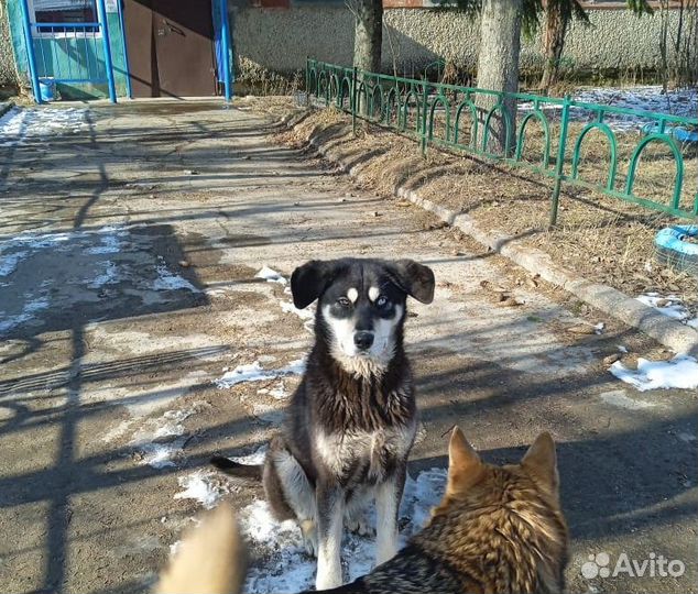 Собака в добрые руки