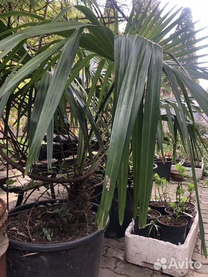 Пальма веерная