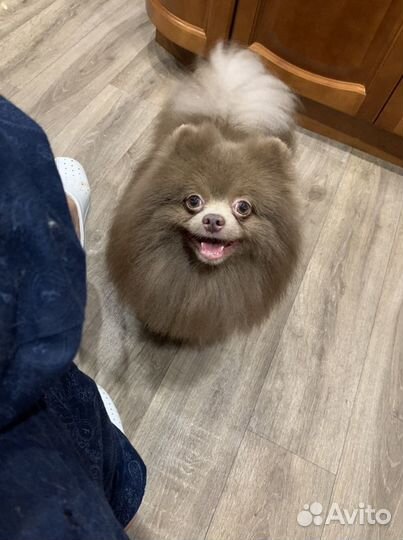 Шпицуля лиловый пати и однотонный