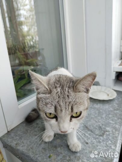 Кошка в добрые руки