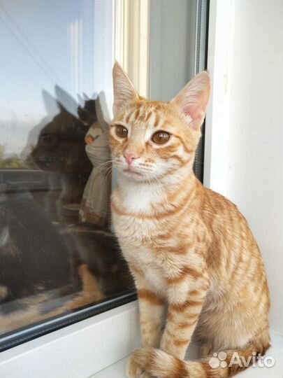 Девочка 5,5 мес