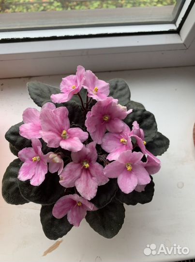 Фиалка цветущая