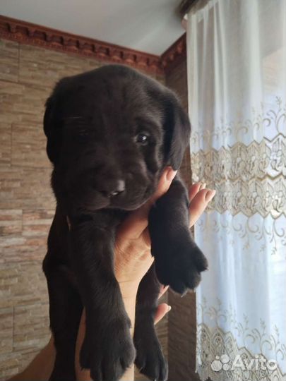 Собаки