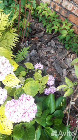 Кора тополя+сосны для мульчирования