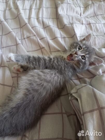 Отдам бесплатно котенка