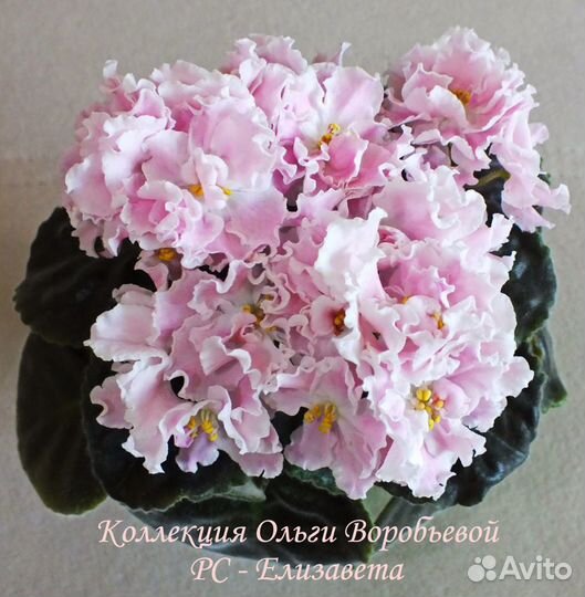 Сортовые фиалки