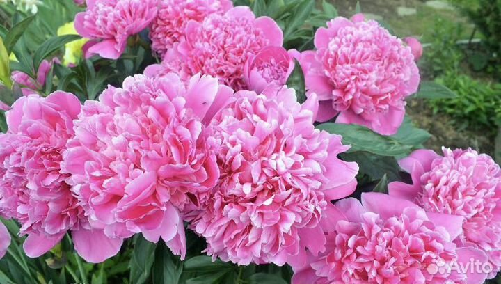 Пион Edulis Superba