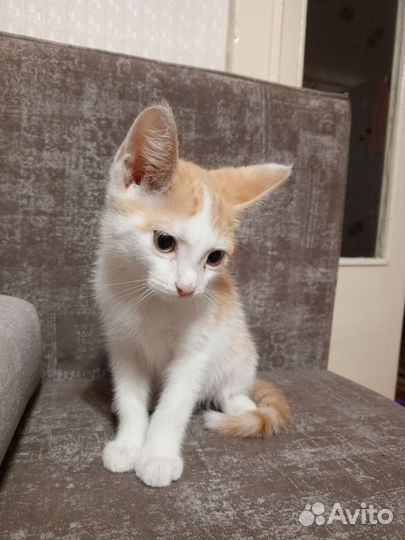 Срочн0 пристраивается котёнок