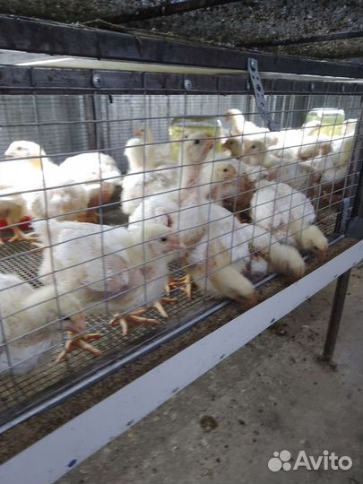 Бройлеры Кобб 500