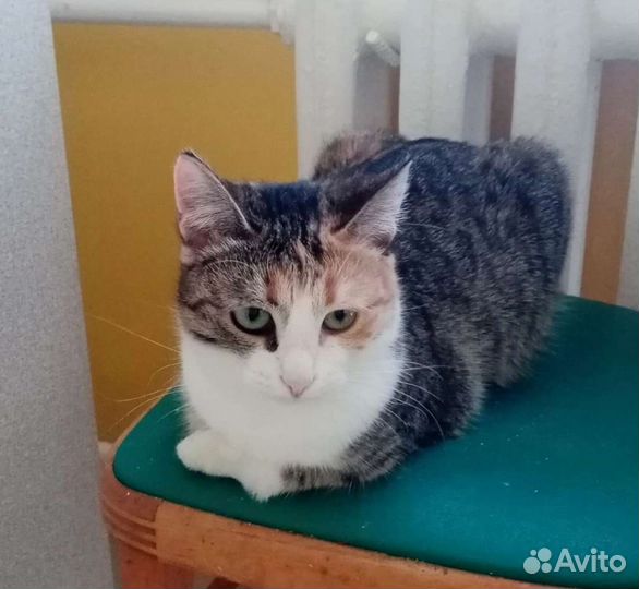 Кошечка в поисках дома