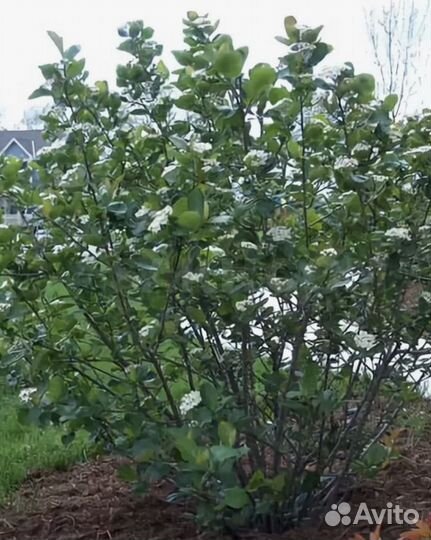 Саженцы Черноплодная рябина (арония)