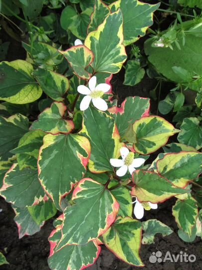 Хауттюйния сердцевидная Хамелеон