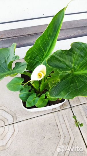 Калла цветущая корневищная