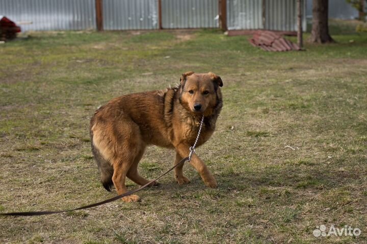 Отдам в добрые руки