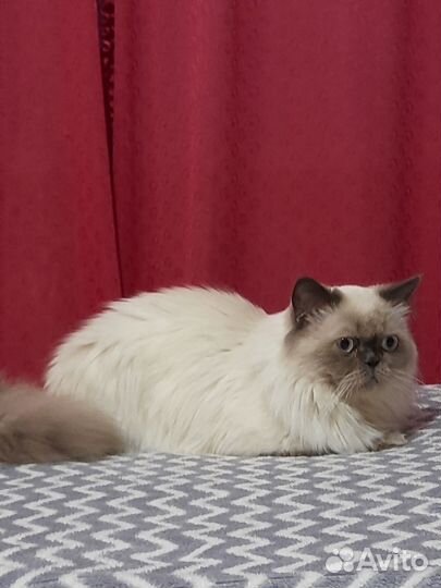 Вязка кошек