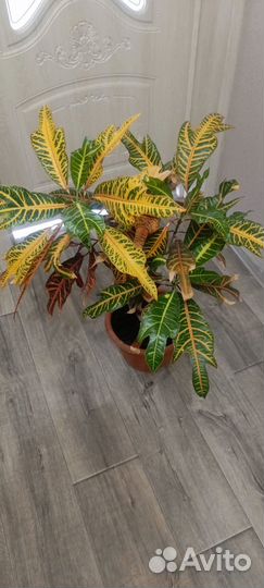 Большие комнатные цветы