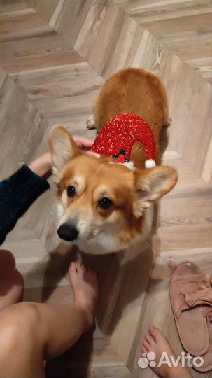 Вязка корги