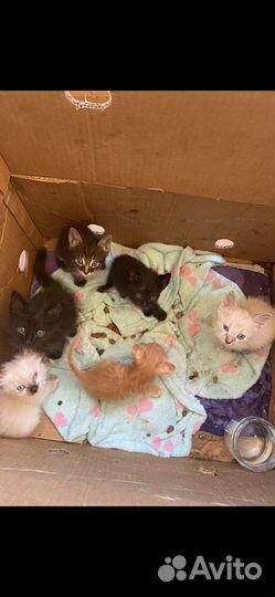 Котята в добрые руки