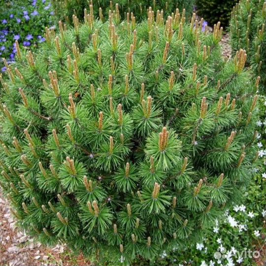 Ель на штамбе зелёная информация в описании