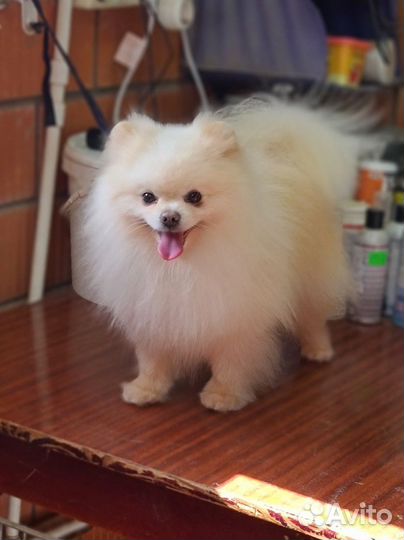Померанский шпиц кобель на продажу
