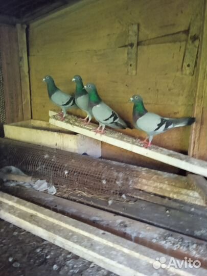 Голуби чехи