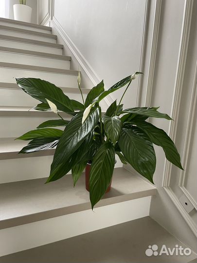 Спатифилум Купидон 65 см