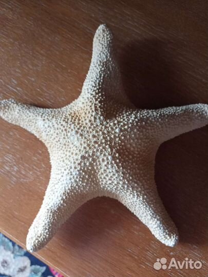 Морская звезда натуральная