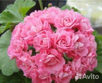 Пеларгонии сортовые