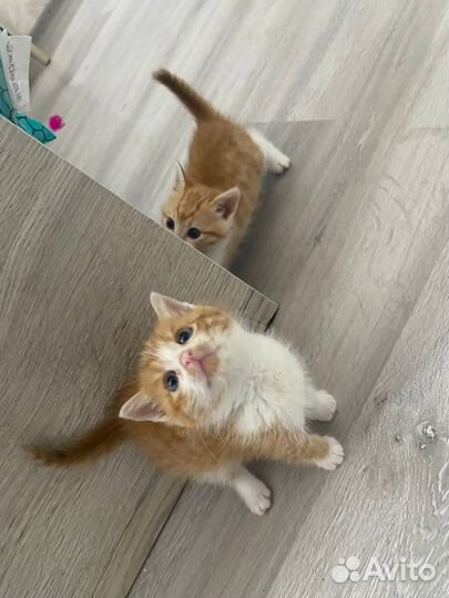 Кошки в добрые руки бесплатно