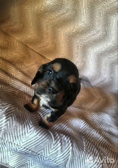 Щенки английского кокер