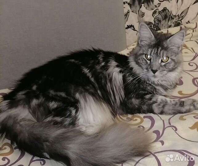 Кошка мейкун