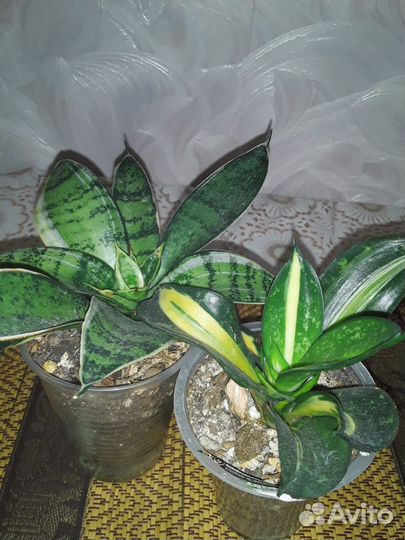 Сансевиерия Солид Голд