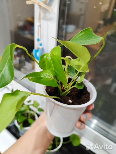 Антуриум красный