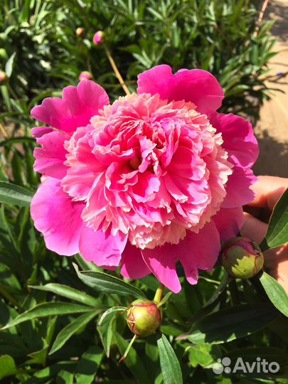 Многолетние цветы для дачи