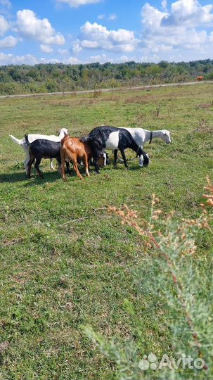 Англо нубийские козы дойные