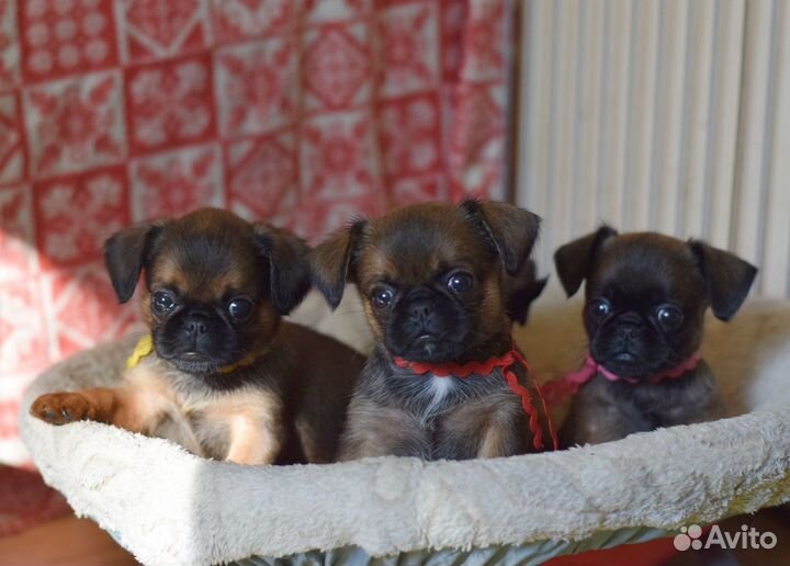 Девочки пти-брабансоны