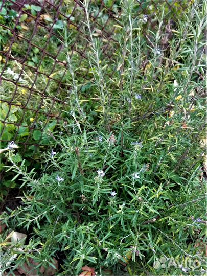 Розмарин. Куст. Продажа/обмен