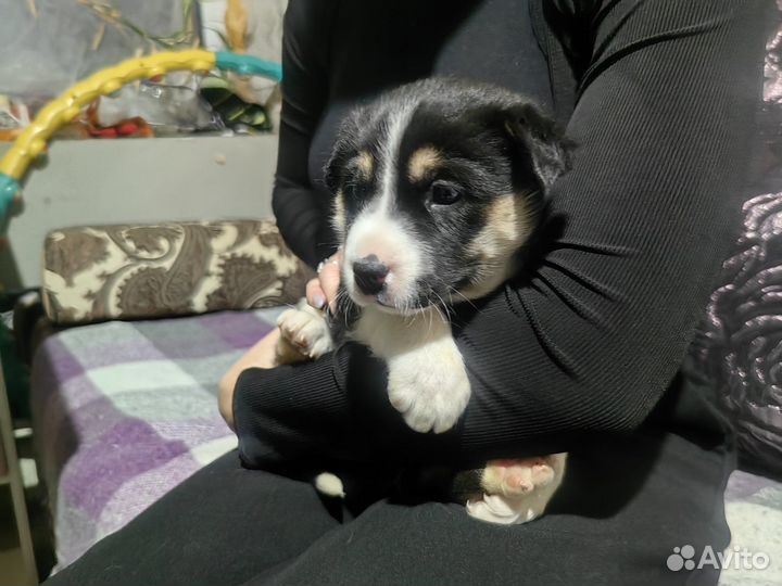 Щенки Лайки