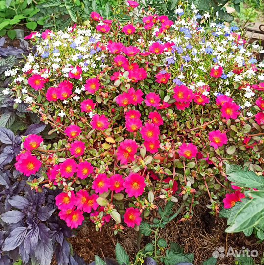 Вегетативные черенки